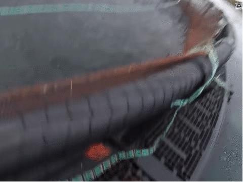 曾标榜健康的进口海鲜，幕后养殖曝光，堪比垃圾食品（菲李漫画）