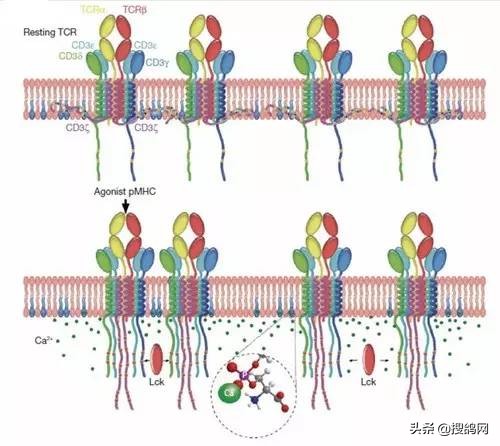 信鸽定向之谜,信鸽靠嗅觉辨别方向