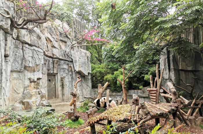 租借到外国的熊猫真的过得好吗,熊猫中国租借熊猫