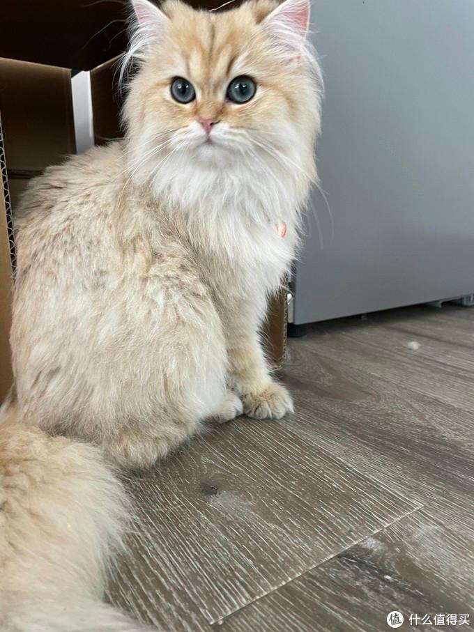 铲屎官亲民猫粮,铲屎官推荐的猫粮