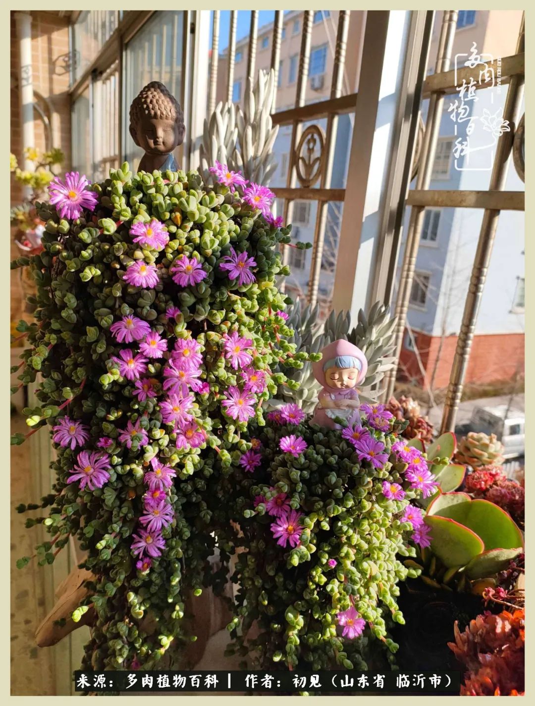 和多肉植物相伴,和多肉相处的心情