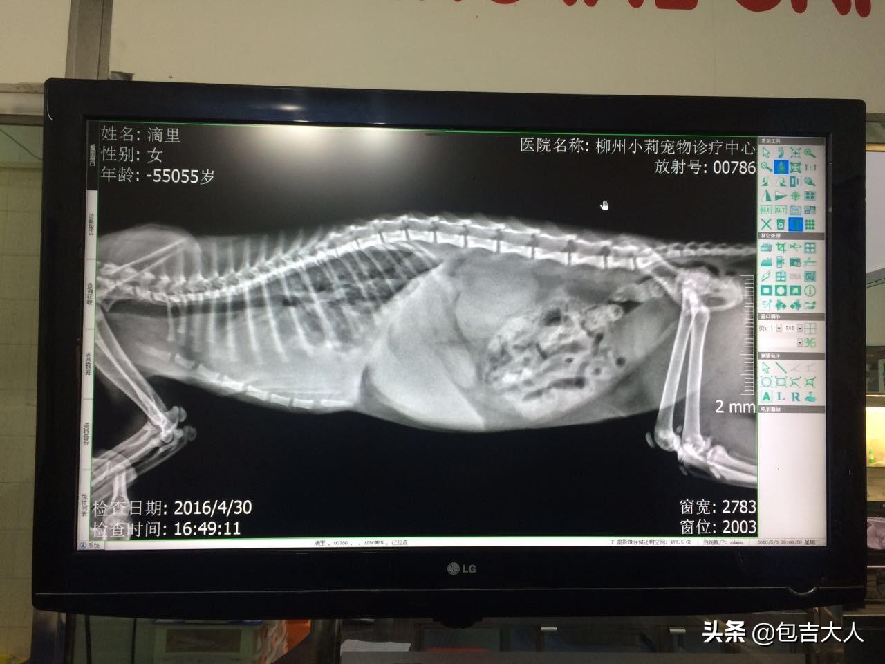 养猫经验杂谈论文摘要大全,养猫经验大分享