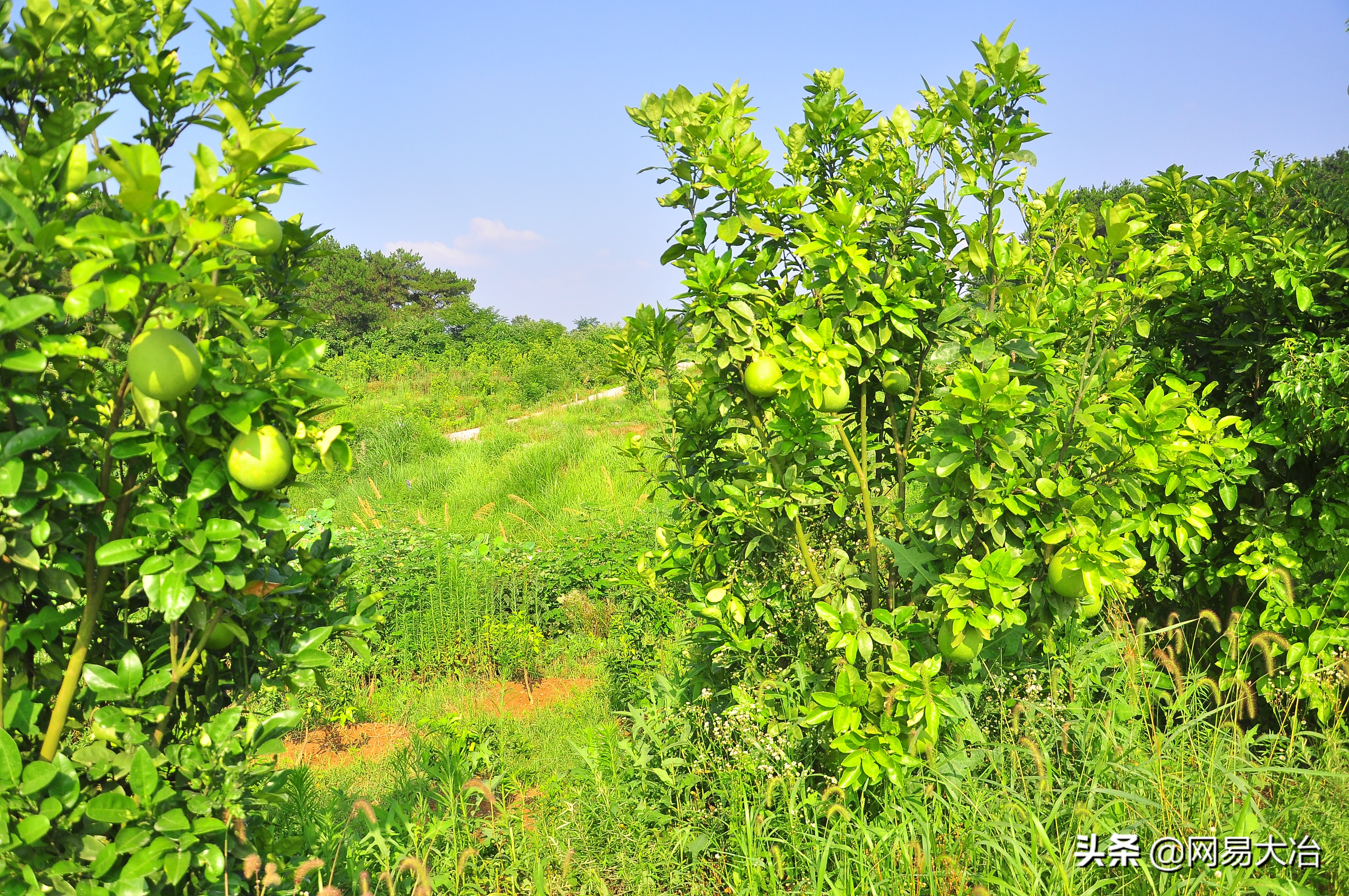 农场众筹模式成功案例,众筹智慧休闲娱乐农场