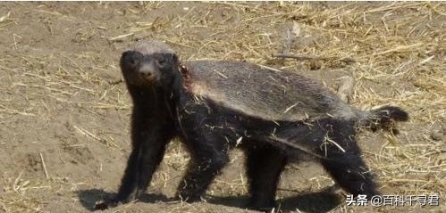 蜜獾不怕毒蛇吗,蜜獾无所畏惧