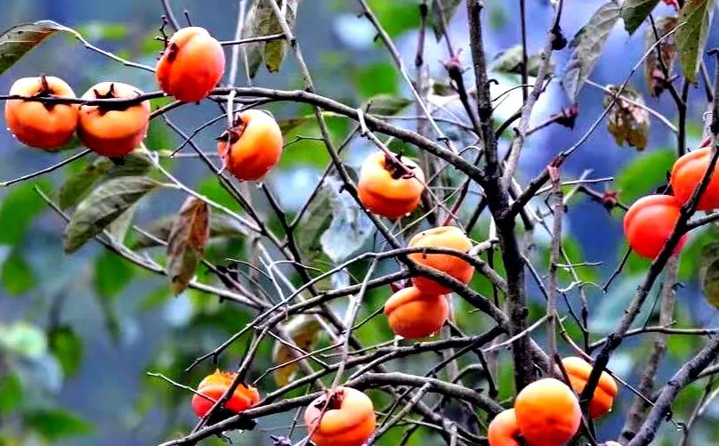 原创散文:天蓝,风清,几朵云彩在柿树顶上游荡