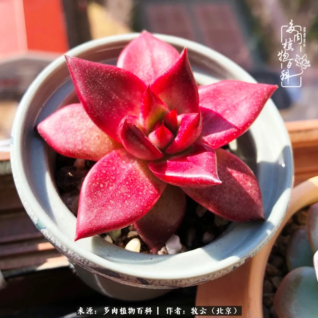 日常生活中常见的多肉植物,多肉植物神奇之处