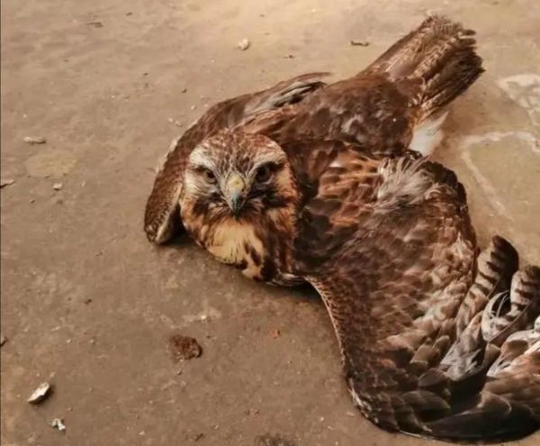 这只鵟“狂”不起来了，河南农民遇到一只饿鵟，喂它猪头肉都不吃