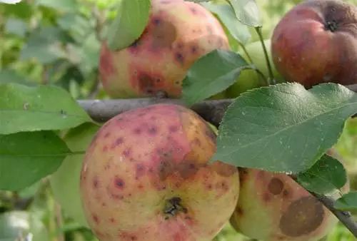 苹果套袋后腐烂啥原因,苹果套袋后管理方法