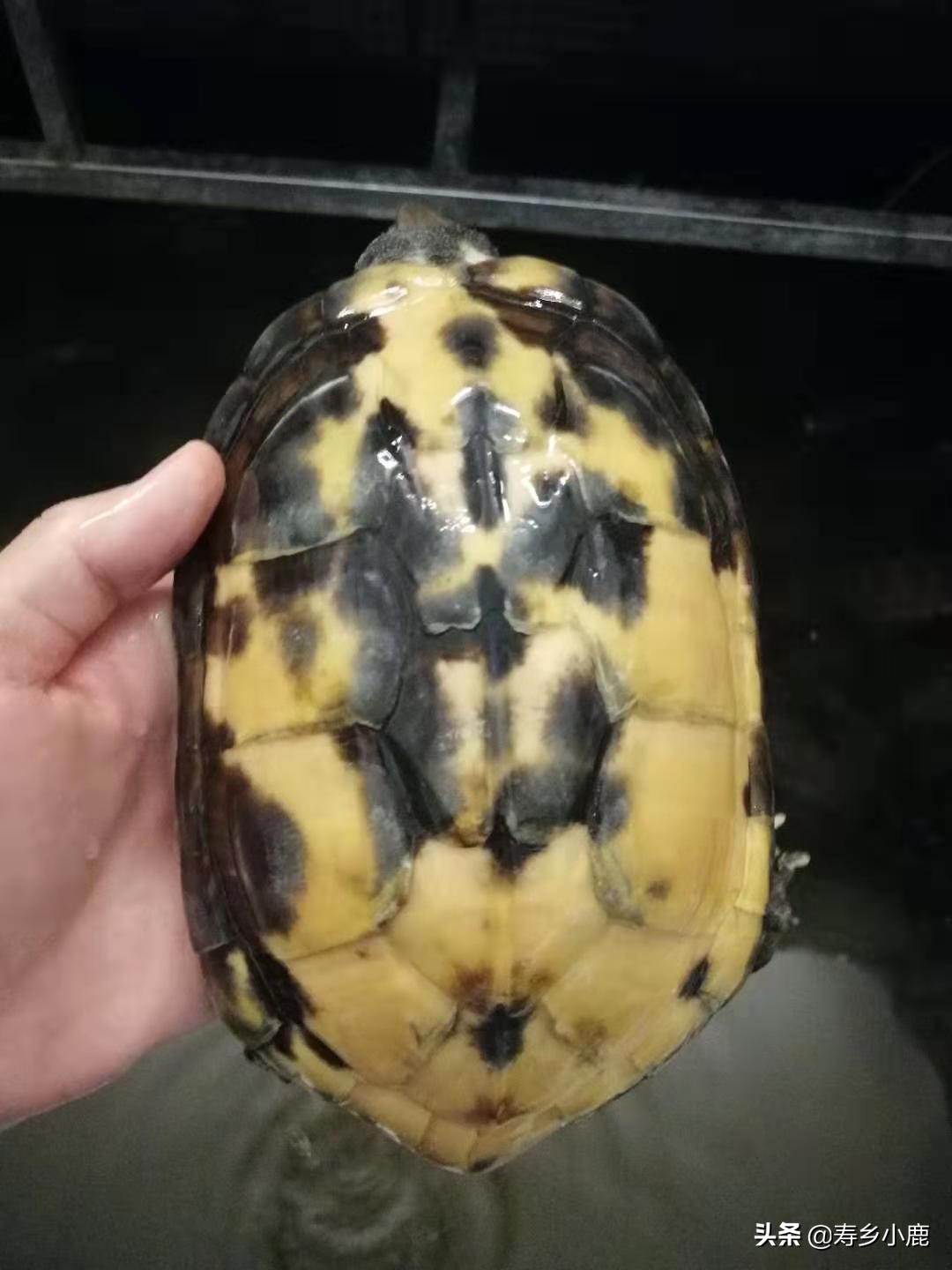 石金钱龟怎么不吃东西,石金钱龟不吃怎么回事