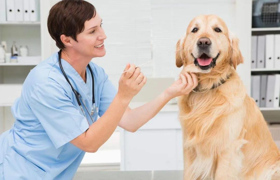 宠物看病怕被坑？宠物医院常见项目检查费用，了解一下