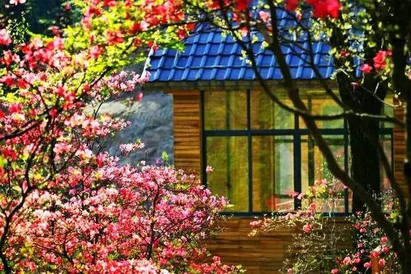 安徽春天去哪看花,安徽春天赏花攻略景点推荐