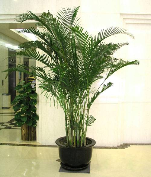 小盆植物中最会吸甲醛的是哪种,吸甲醛最好的植物哪种排名第一