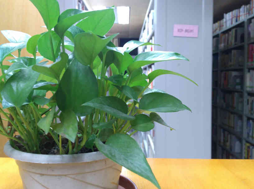 绿萝叶子发黄是什么原因怎么处理,绿萝叶子发黄有什么补救的方法