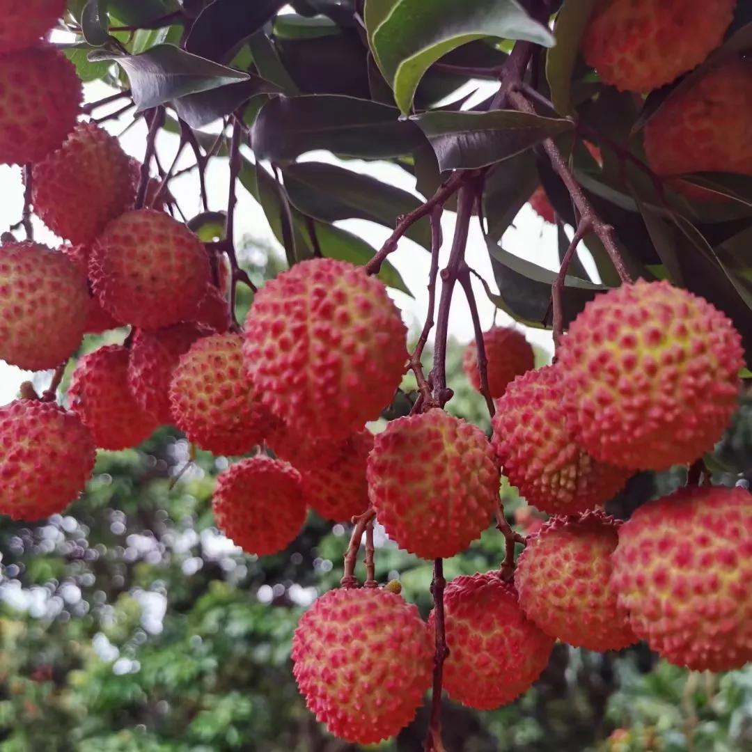 茂名:大井木广垌桂味荔枝,有广东“荔枝皇后”之称