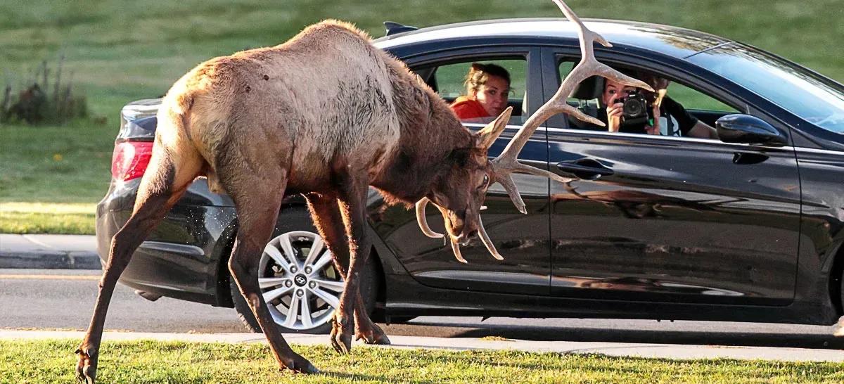 我们不知道的动物小常识,要警惕动物的奇怪行为