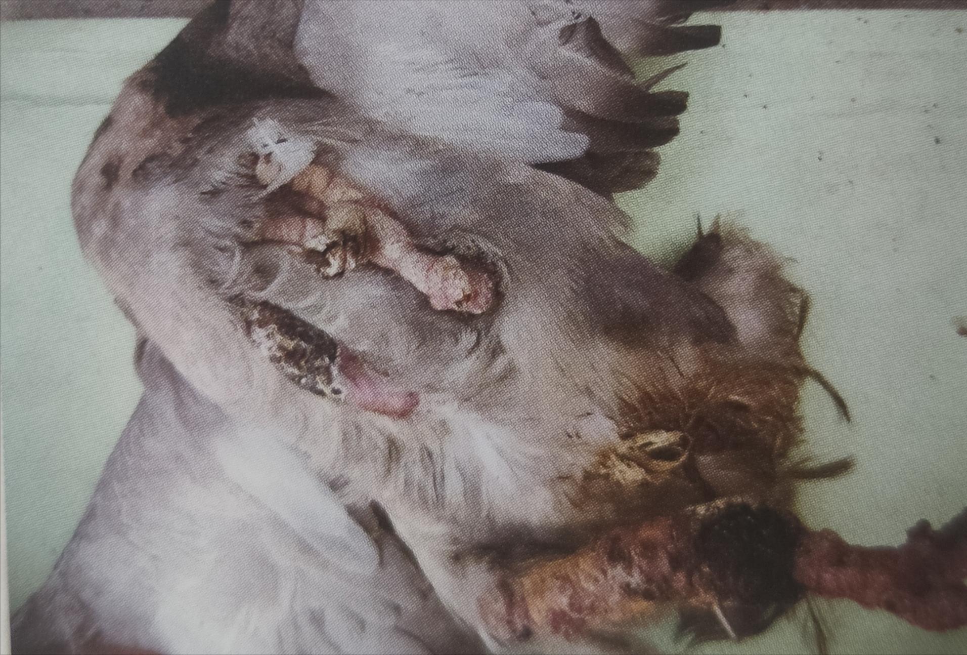 博金赛鸽丨鸽子关节肿胀是怎么回事