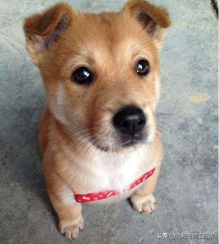 不串的田园犬有多珍贵,正宗的中华田园犬长啥样