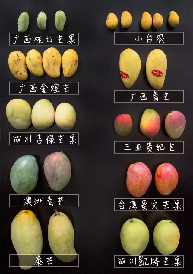 吃了这么多年水果你真的吃对了吗,如何选择适合自己口感的芒果品种