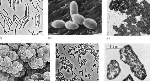 山羊的消化时间,山羊消化不良的症状