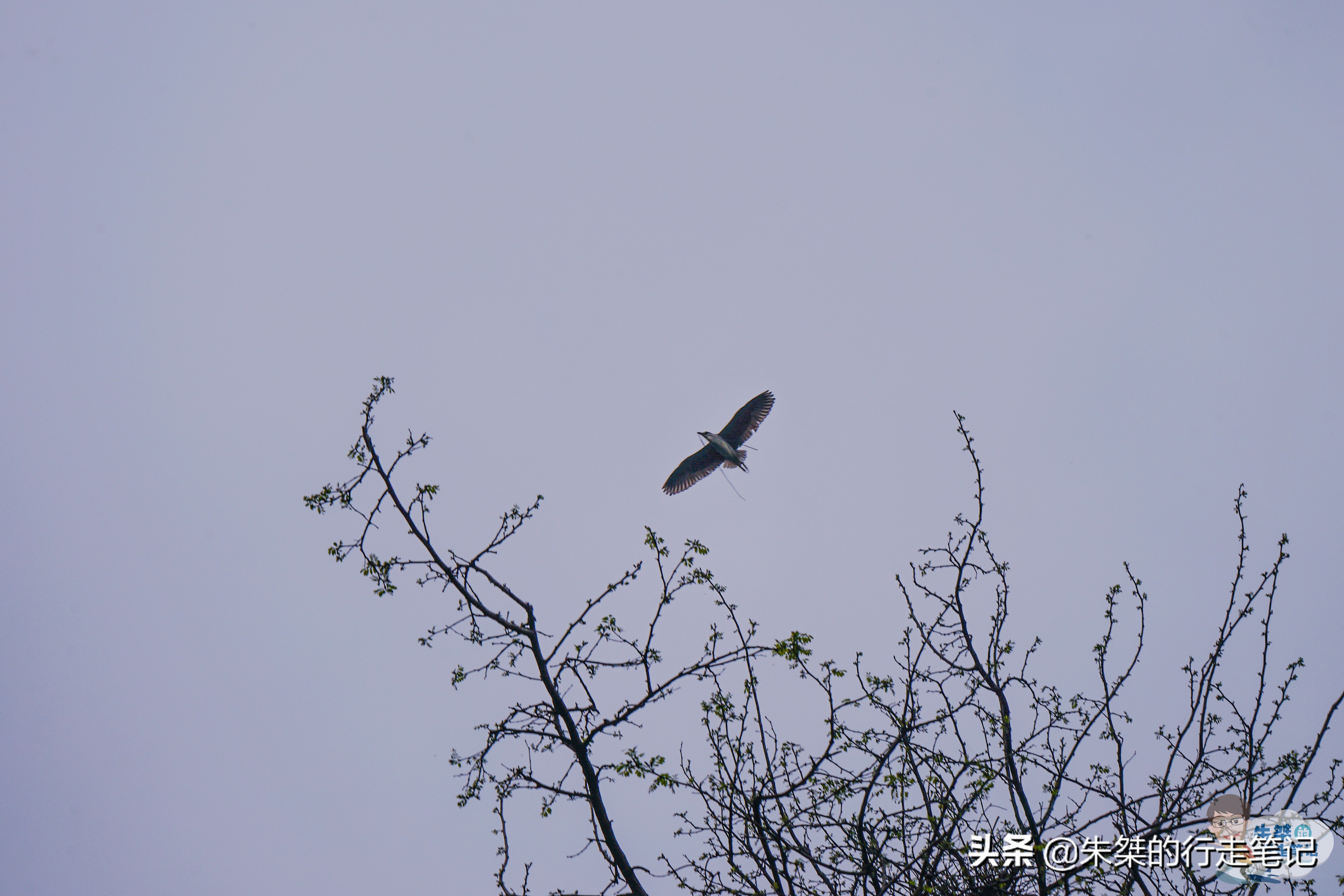 宿迁5A级旅游景区,冬季宿迁洪泽湖湿地公园