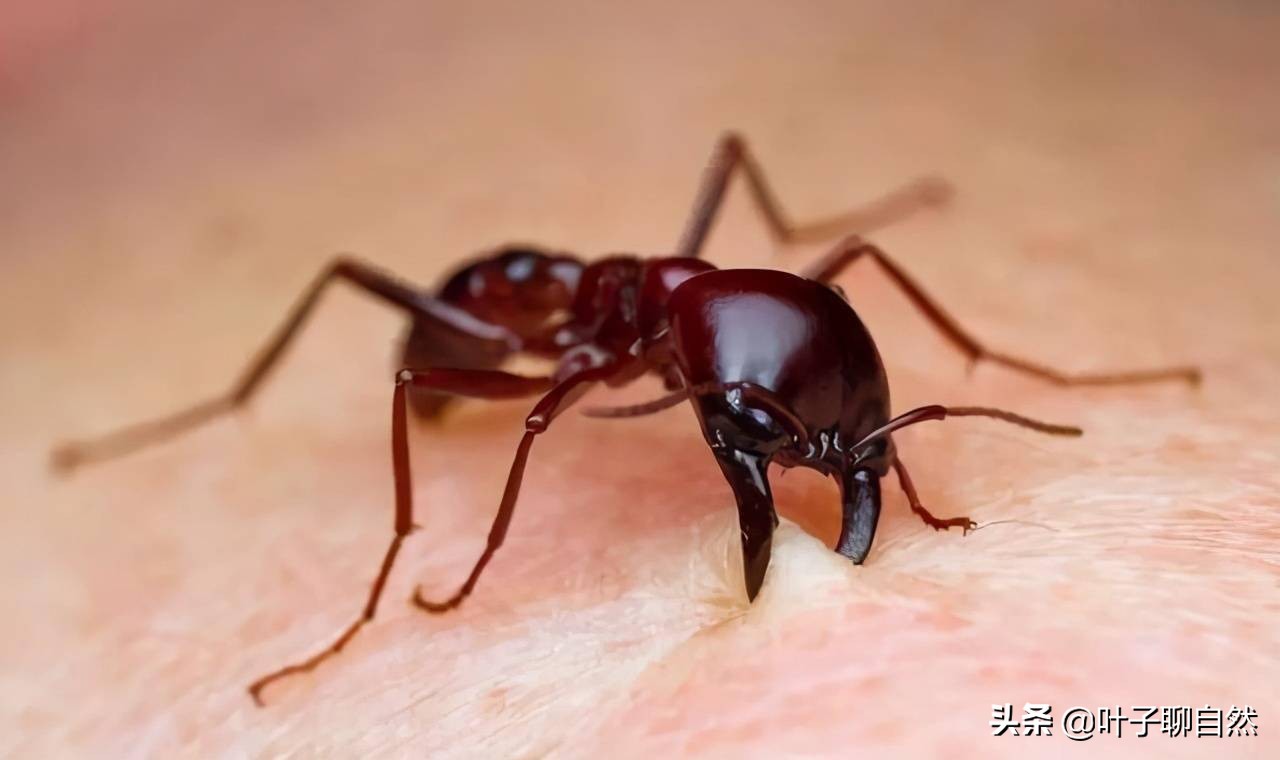 广东上万亩农田遭红火蚁入侵,中国多地出现红火蚁