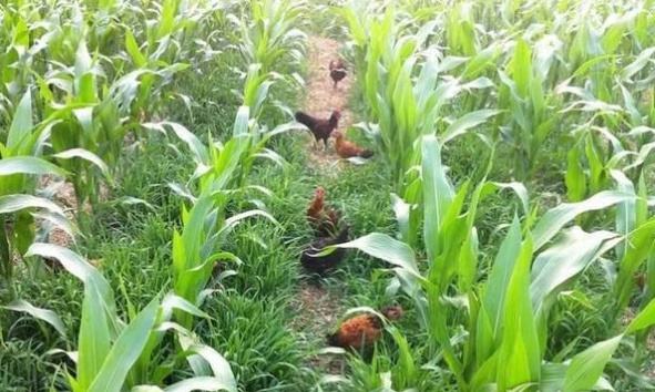 玉米地里散养鸡，不但玉米高产鸡还健壮，真是一举两得的好事啊！