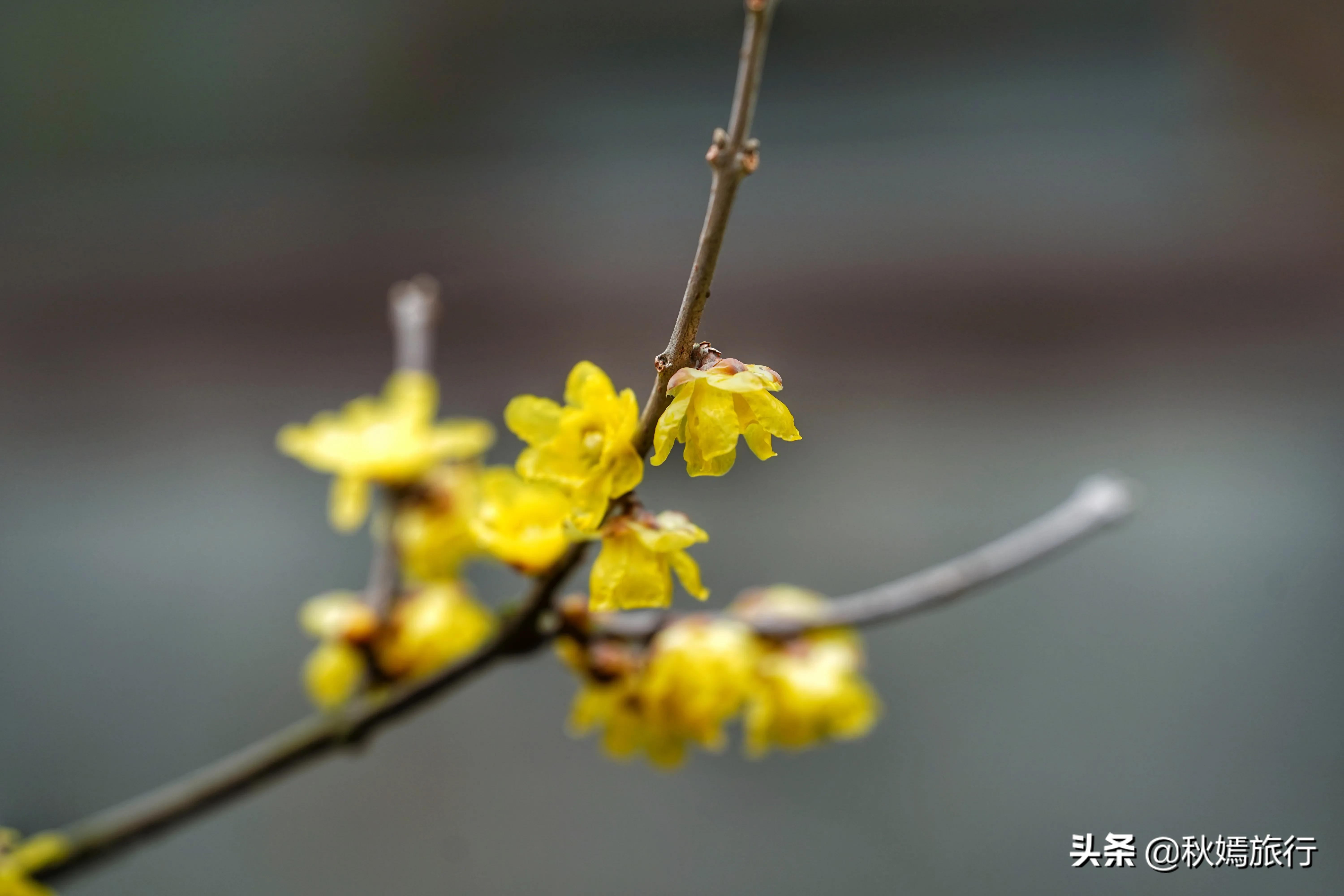 冬游常熟燕园赏蜡梅花,方桥头梅干菜扣肉饼5元一只,顾客盈门
