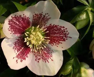 1到100朵红玫瑰花的寓意和花语,助人为乐善良可爱是哪种花的花语