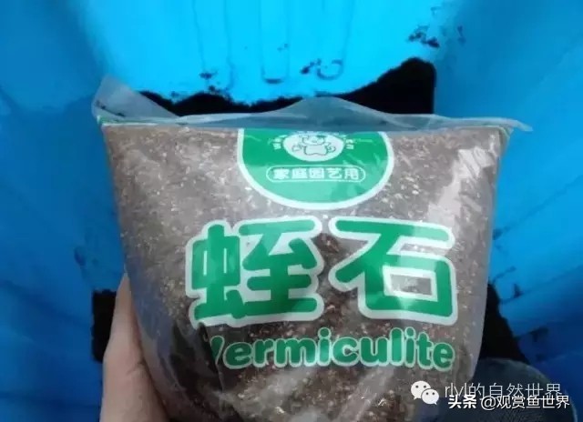 守宫最佳繁殖方法,守宫小技巧