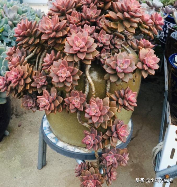 适合阳台养的10种多肉,多肉植物悬挂盆栽