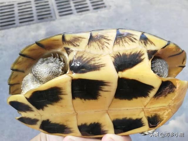 草龟冬眠换水会不会影响它冬眠,石金钱龟冬眠要不要换水