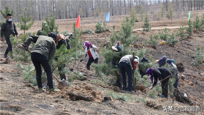 梅河口松子小镇规划图,梅河口打造万亩红松林