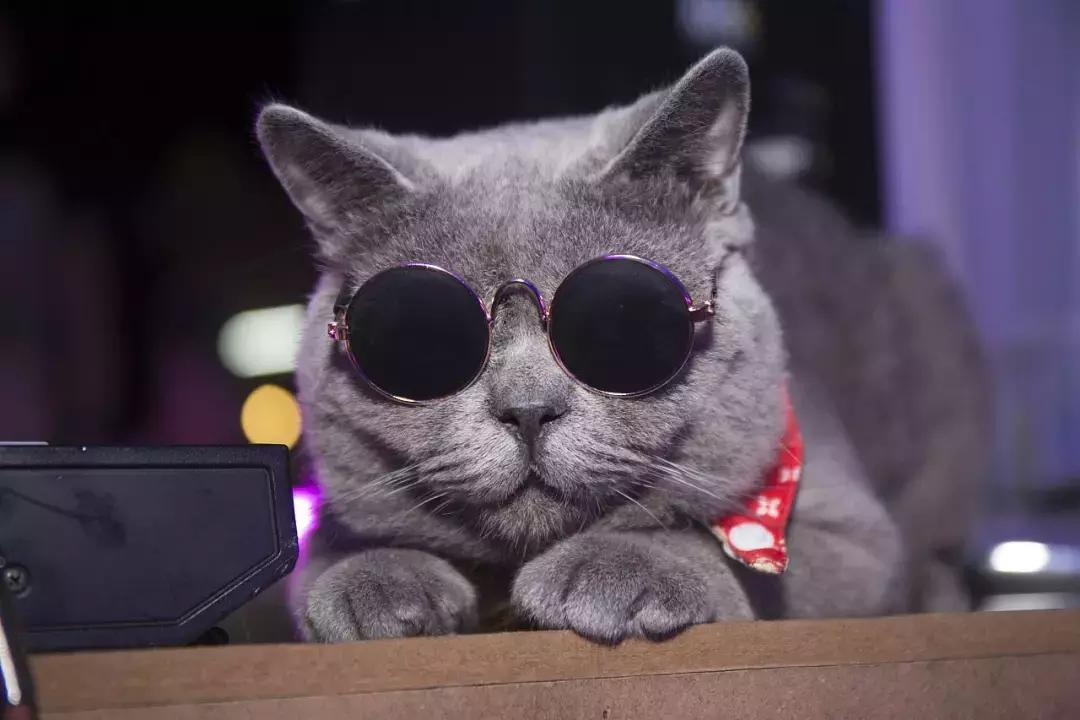 猫咪散播的谣言,一直有人在背后造谣我该怎么办