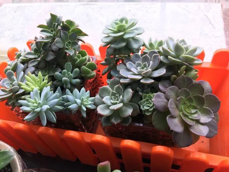 多肉新年寄语,养多肉七八年用心沉淀静待花开