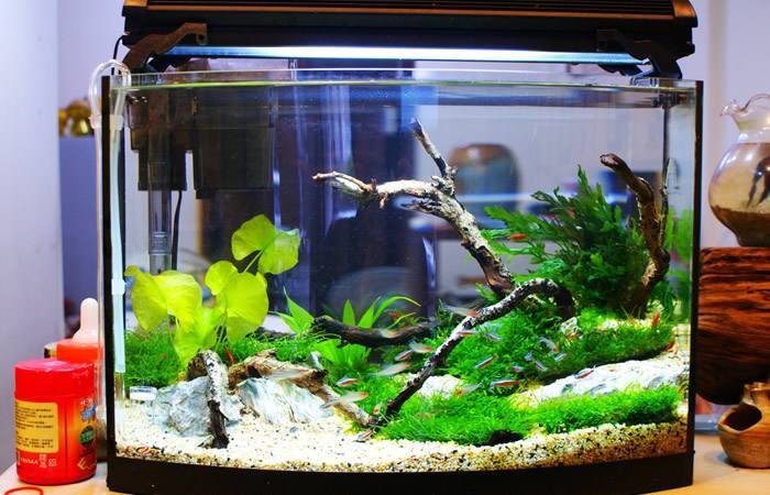 水景鱼缸怎么清理,水景鱼缸怎么清理鱼便