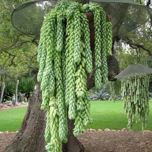 不需要晒太阳的小型多肉植物,多肉植物散射光