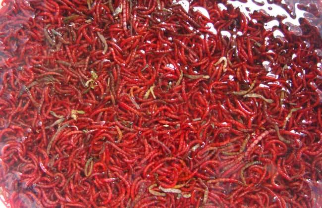 畜禽粪便废弃物处理新技术,红虫垃圾处理方法