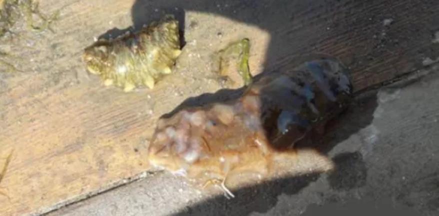 海参化皮原因及处理方法,预防海参化皮的方法