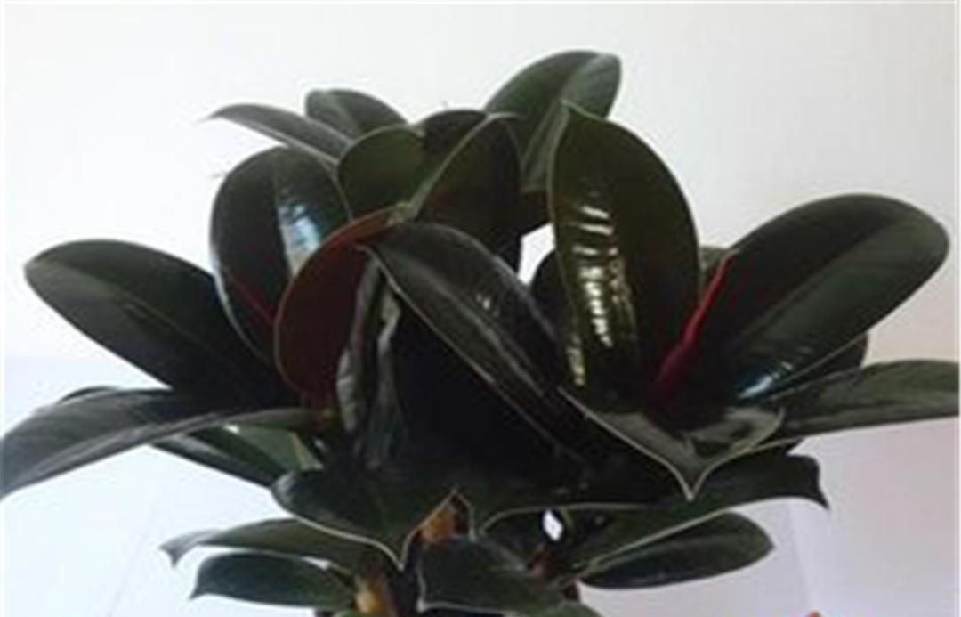 黑金刚橡皮树与绿金刚橡皮树区别,青叶橡皮树和黑金刚橡皮树一样吗