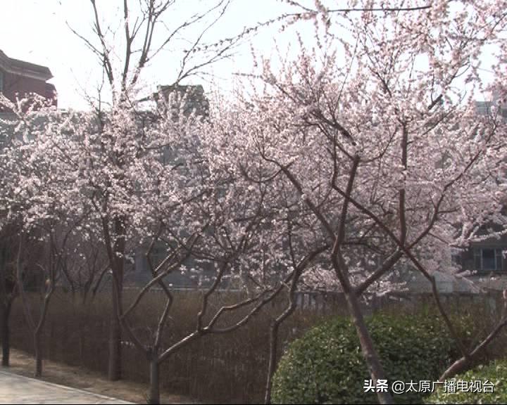 太原人注意！春季过敏怎么办，医生教你这样应对