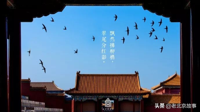 故宫成了动物园,故宫北京动物园