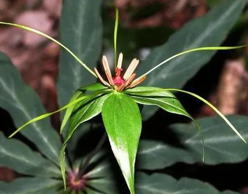 中国千年药都樟树,千年药都樟树