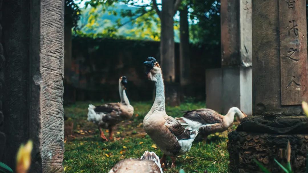 重庆山里的博物馆,大山里的博物馆重庆