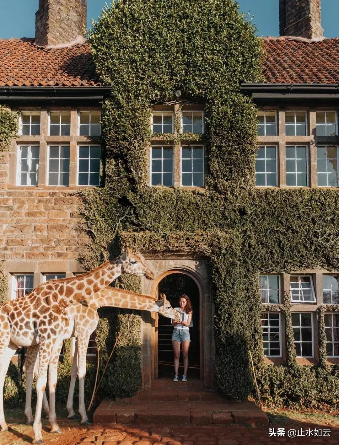 吃长颈鹿治艾滋病？为保护谣言下的生命他们建了家世界唯一的酒店