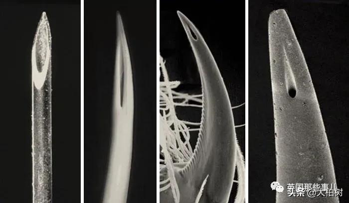 蓝鲸到底有多大,直观感受蓝鲸有多大