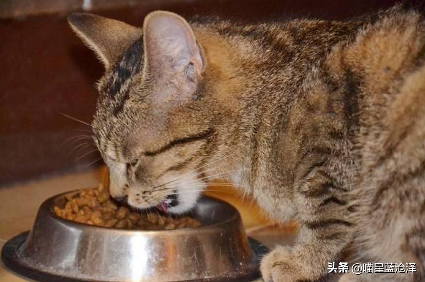辟谣猫咪蒜瓣毛,猫咪喝纯牛奶辟谣