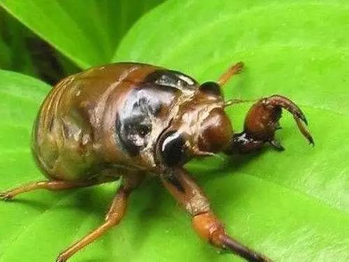 免费提供金蝉养殖技术,金蝉养殖实用技术电子书