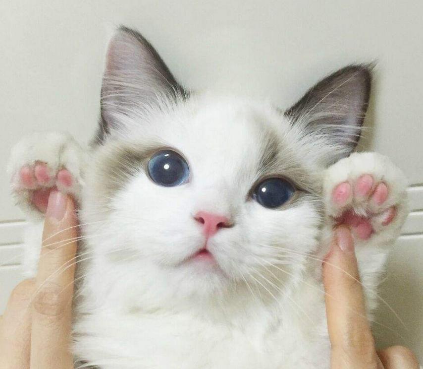 仙女布偶猫一般多少钱一只,布偶猫养的人多吗