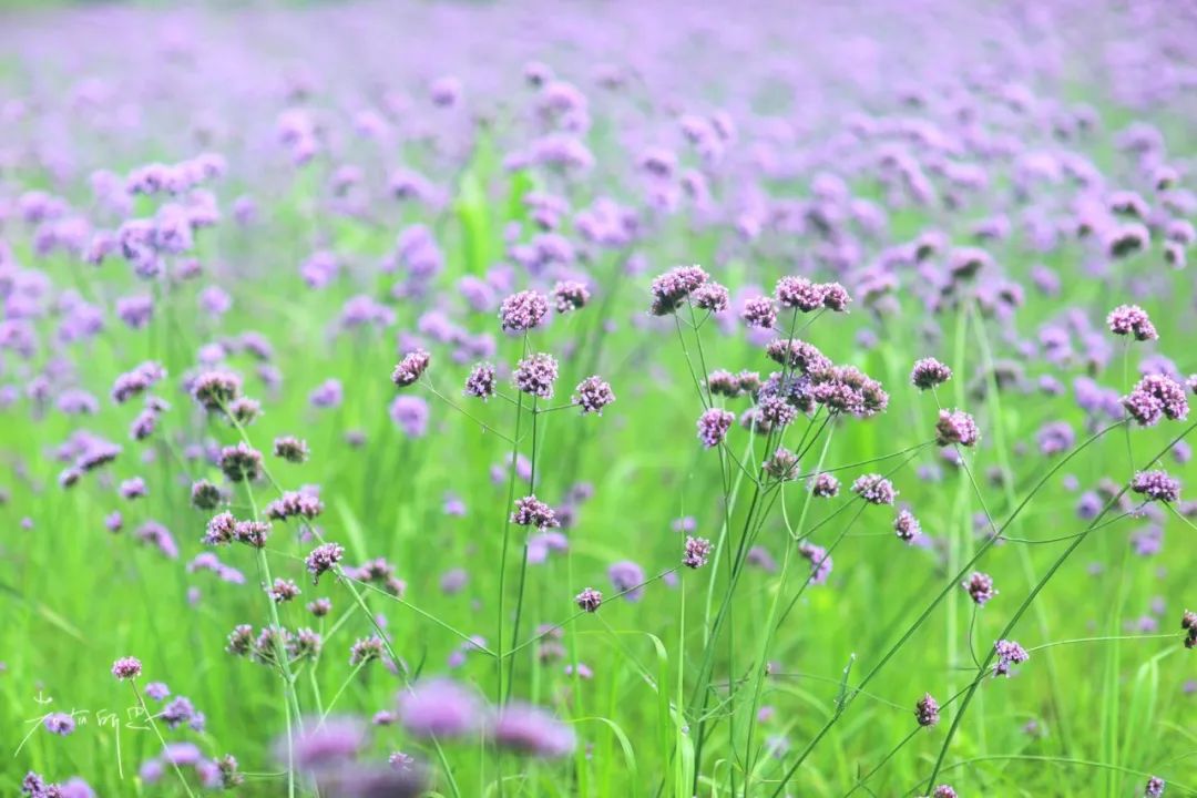 沙家浜旅游民宿有哪些,三月最适合去的最美民宿