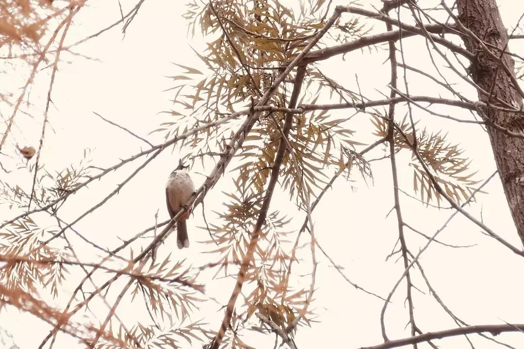 龙岗中心城壹号仓,光明和龙岗中心城